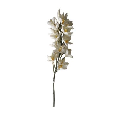 Flor - Orquídea            