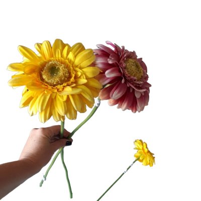 Flor - Gerbera 