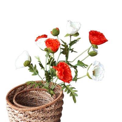 Flor - amapola                   